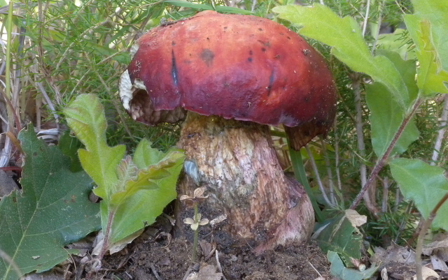 Boletus dupainii